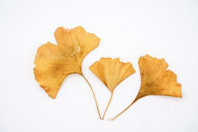 石川啄木の『公孫樹』あらすじ紹介。『公孫樹』あなたは読める？秋の哀愁と希望の象徴とは…