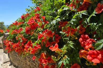 【ガーデニング】かわいい花が咲く［つる性植物］8選で、緑のカーテンや立体的な花飾りを　（サムネイル画像9）