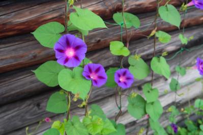 【ガーデニング】かわいい花が咲く［つる性植物］8選で、緑のカーテンや立体的な花飾りを　（サムネイル画像2）