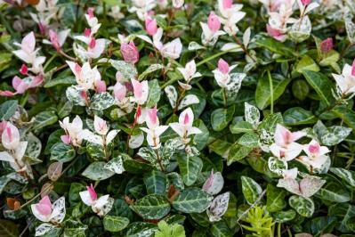 【ガーデニング】かわいい花が咲く［つる性植物］8選で、緑のカーテンや立体的な花飾りを　（サムネイル画像16）