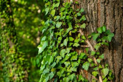 【ガーデニング】かわいい花が咲く［つる性植物］8選で、緑のカーテンや立体的な花飾りを　（サムネイル画像3）