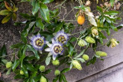 【ガーデニング】かわいい花が咲く［つる性植物］8選で、緑のカーテンや立体的な花飾りを　（サムネイル画像12）