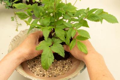 【ガーデニング】おしゃれで涼しげ！ 初夏の「和モダン寄せ植え」（サムネイル画像15）