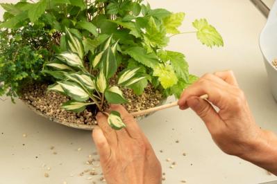 【ガーデニング】おしゃれで涼しげ！ 初夏の「和モダン寄せ植え」（サムネイル画像17）