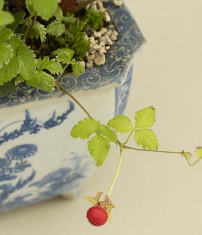 【ガーデニング】おしゃれで涼しげ！ 初夏の「和モダン寄せ植え」（サムネイル画像6）