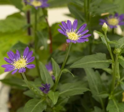 【ガーデニング】おしゃれで涼しげ！ 初夏の「和モダン寄せ植え」（サムネイル画像4）