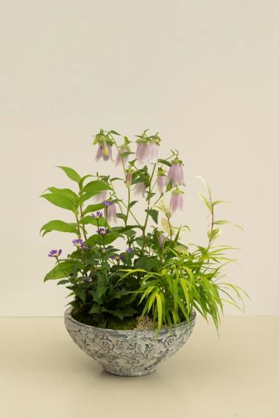 【ガーデニング】おしゃれで涼しげ！ 初夏の「和モダン寄せ植え」（サムネイル画像2）