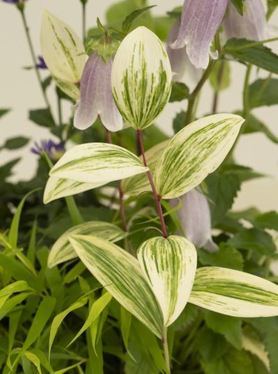 【ガーデニング】おしゃれで涼しげ！ 初夏の「和モダン寄せ植え」（サムネイル画像3）