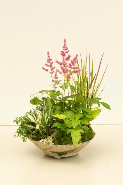 【ガーデニング】おしゃれで涼しげ！ 初夏の「和モダン寄せ植え」（サムネイル画像10）