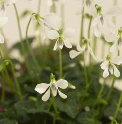 【ガーデニング】おしゃれで涼しげ！ 初夏の「和モダン寄せ植え」（サムネイル画像9）