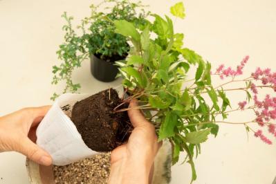 【ガーデニング】おしゃれで涼しげ！ 初夏の「和モダン寄せ植え」（サムネイル画像13）