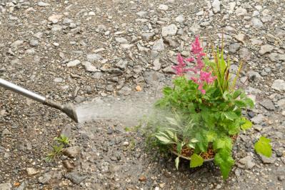 【ガーデニング】おしゃれで涼しげ！ 初夏の「和モダン寄せ植え」（サムネイル画像18）