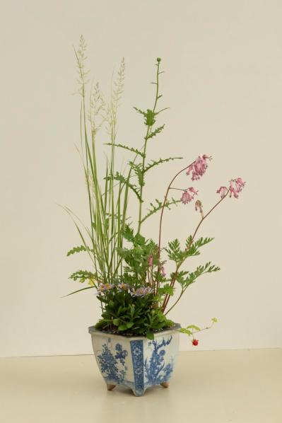 【ガーデニング】おしゃれで涼しげ！ 初夏の「和モダン寄せ植え」（サムネイル画像5）