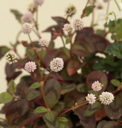 【ガーデニング】おしゃれで涼しげ！ 初夏の「和モダン寄せ植え」（サムネイル画像8）