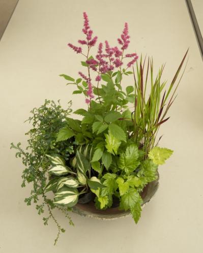 【ガーデニング】おしゃれで涼しげ！ 初夏の「和モダン寄せ植え」（サムネイル画像11）