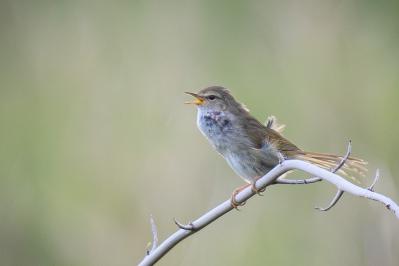 新美南吉の『ウグヒスブエヲ フケバ』あらすじ紹介。子どもたちと鳥たちが織りなす、切なくも美しい物語