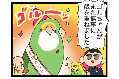 インコたちに痛めつけられる飼い主／ゴルちゃん7歳のバースデー【鳥マンガ＃62】