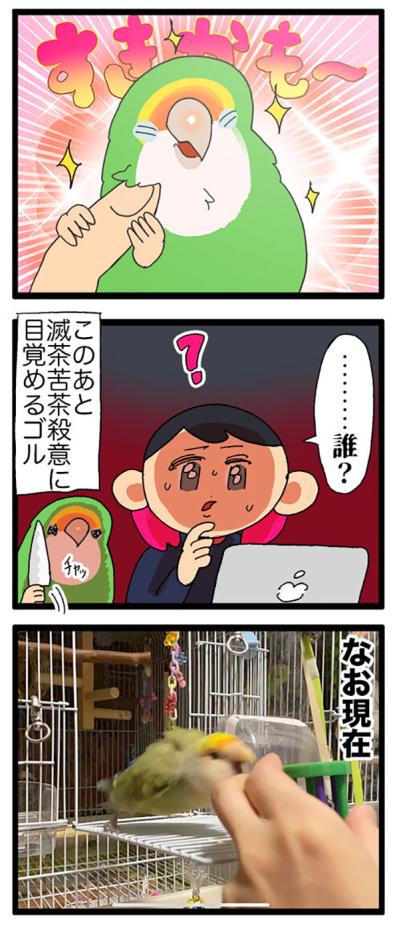 インコが固まった理由とは？／女帝インコ今昔【鳥マンガ＃63】（サムネイル画像6）