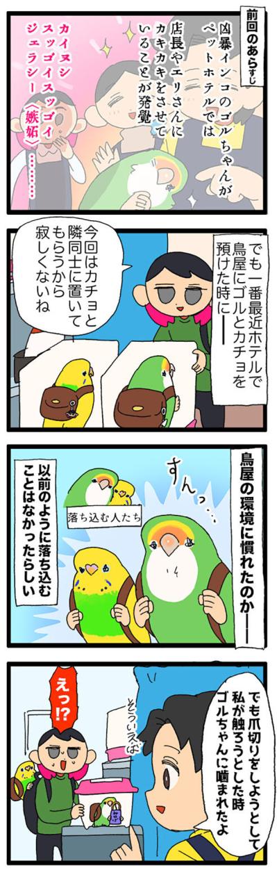 インコが猫をかぶってる！？／インコが店長を噛んだ【鳥マンガ＃65】（サムネイル画像6）