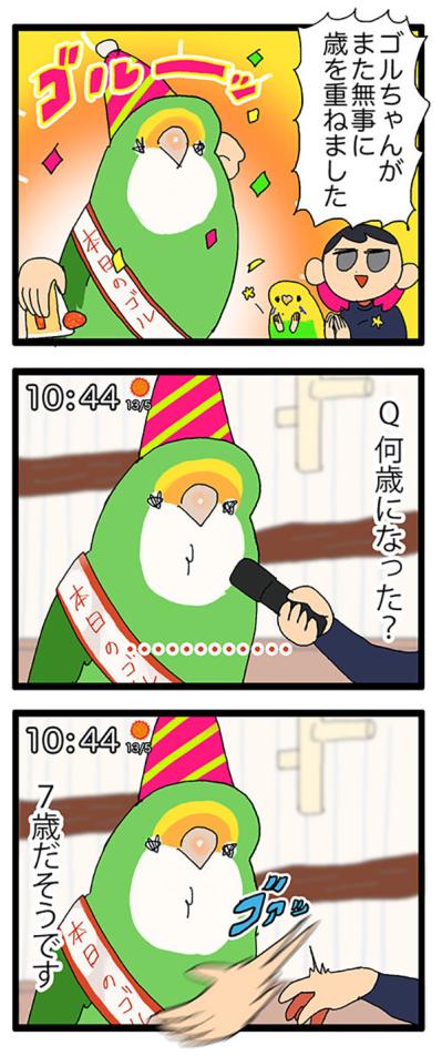 インコたちに痛めつけられる飼い主／ゴルちゃん7歳のバースデー【鳥マンガ＃62】（サムネイル画像6）