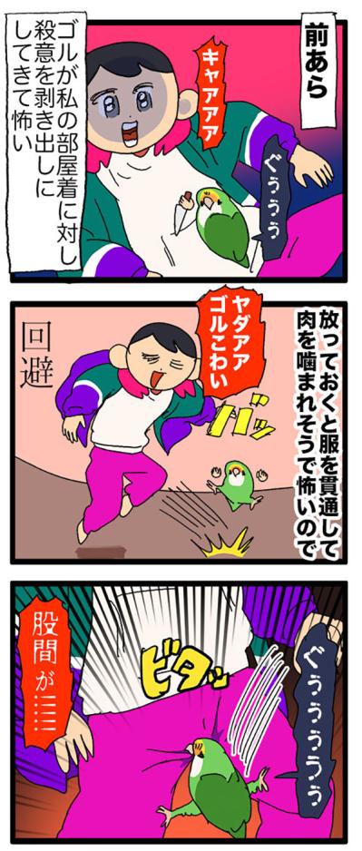 インコたちに痛めつけられる飼い主／ゴルちゃん7歳のバースデー【鳥マンガ＃62】（サムネイル画像4）