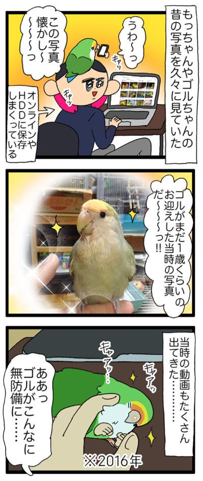 インコが固まった理由とは？／女帝インコ今昔【鳥マンガ＃63】（サムネイル画像5）