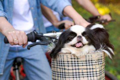 島崎藤村の短編小説『犬』あらすじ紹介。人生を見つめ直す、犬と人間の思い出とは？