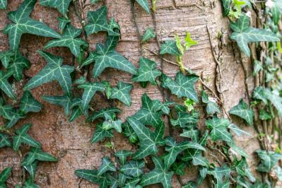 【ガーデニング】切って挿すだけ！かんたん挿し木でお気に入りの植物をふやそう（サムネイル画像11）
