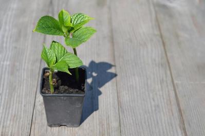 【ガーデニング】切って挿すだけ！かんたん挿し木でお気に入りの植物をふやそう（サムネイル画像19）