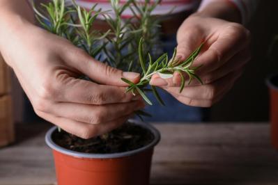 【ガーデニング】切って挿すだけ！かんたん挿し木でお気に入りの植物をふやそう（サムネイル画像8）