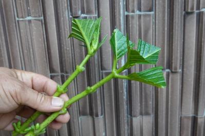 【ガーデニング】切って挿すだけ！かんたん挿し木でお気に入りの植物をふやそう（サムネイル画像17）