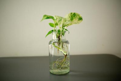 【ガーデニング】切って挿すだけ！かんたん挿し木でお気に入りの植物をふやそう（サムネイル画像10）