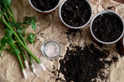 【ガーデニング】切って挿すだけ！かんたん挿し木でお気に入りの植物をふやそう（サムネイル画像18）