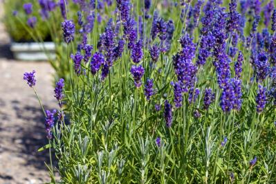 【ガーデニング】切って挿すだけ！かんたん挿し木でお気に入りの植物をふやそう（サムネイル画像6）