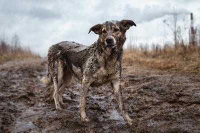 夢野久作（海若藍平）『犬と人形』あらすじ紹介。大震災から逃れた兄弟の運命は！？人と動物の絆の物語