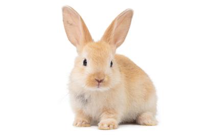 新美南吉の『ウサギ』あらすじ紹介。子どもから大人まで楽しめる寓話の世界とは？