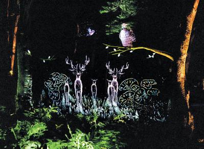 阿寒湖の森ナイトウォーク（サムネイル画像）