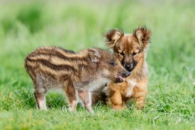 夢野久作の『犬のいたずら』あらすじ紹介。夢野久作が描く、犬と猪の不思議な年越し物語