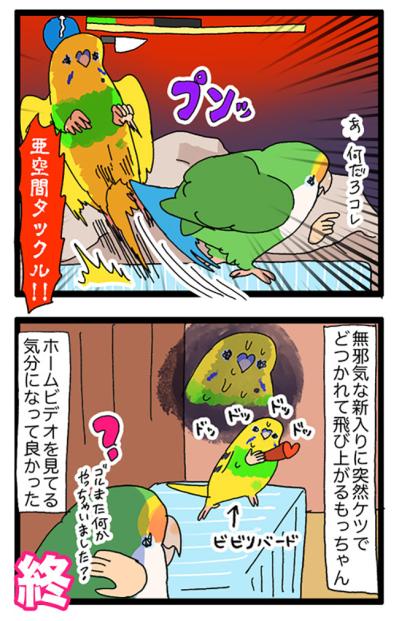 飼い主が女帝インコに勝ったポーズとは？／先住インコにも容赦なかった女帝ゴルちゃん【鳥マンガ＃67】（サムネイル画像7）