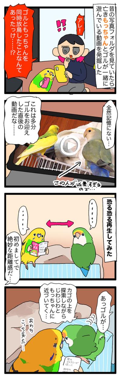 飼い主が女帝インコに勝ったポーズとは？／先住インコにも容赦なかった女帝ゴルちゃん【鳥マンガ＃67】（サムネイル画像6）