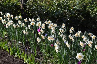 【ガーデニング】庭がもっと素敵になる。映える空間をつくる基本の5ポイントとは？（サムネイル画像3）