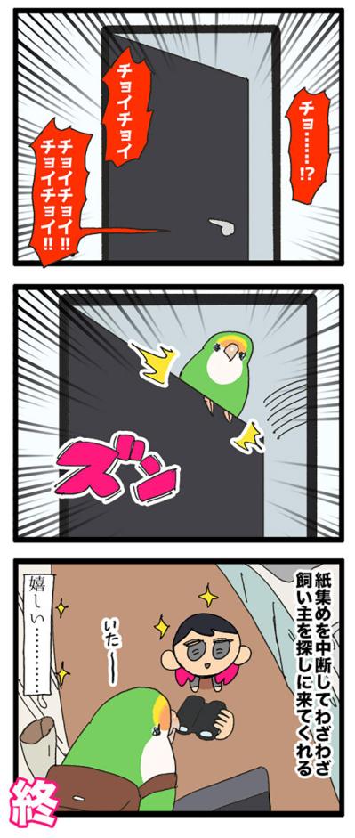 放鳥中のインコ　ゴルちゃん・ビビりでかわいいエピソード2選【鳥マンガ＃66】（サムネイル画像4）