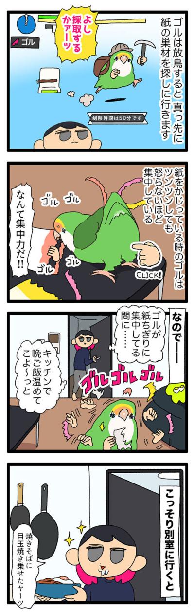 放鳥中のインコ　ゴルちゃん・ビビりでかわいいエピソード2選【鳥マンガ＃66】（サムネイル画像3）