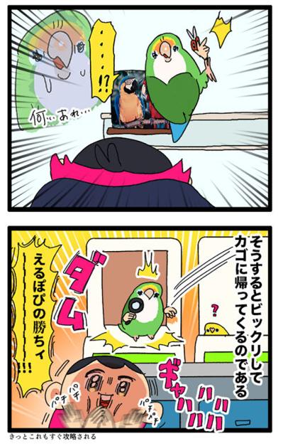 飼い主が女帝インコに勝ったポーズとは？／先住インコにも容赦なかった女帝ゴルちゃん【鳥マンガ＃67】（サムネイル画像5）