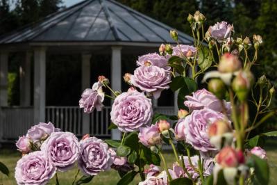 【ガーデニング】6月はバラの挿し木のベストシーズン！（サムネイル画像2）