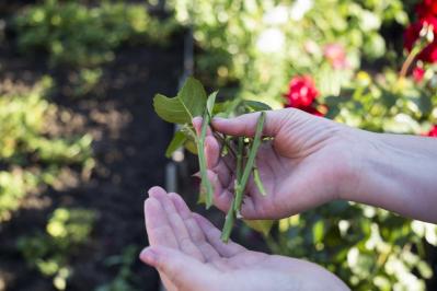 【ガーデニング】6月はバラの挿し木のベストシーズン！（サムネイル画像4）