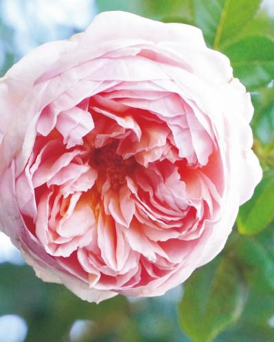 「10㎡のベランダがまるでバラ園！」室外機4台でも美しく咲かせた、達人のガーデン術とは？（サムネイル画像3）