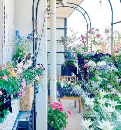 アネモネ　ブルーデージー（サムネイル画像）