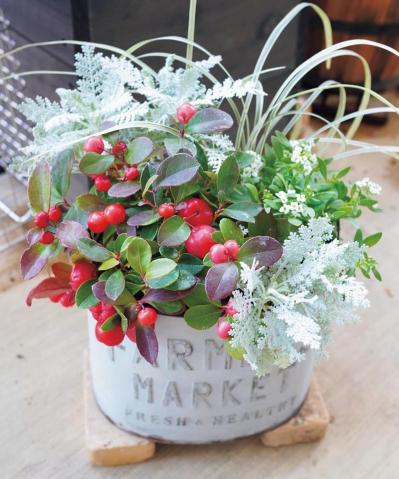 チェッカーベリー　寄せ植え（サムネイル画像）