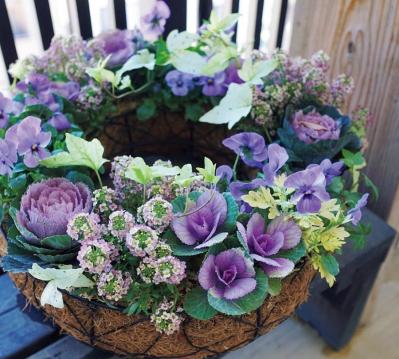 ハボタン（サムネイル画像）